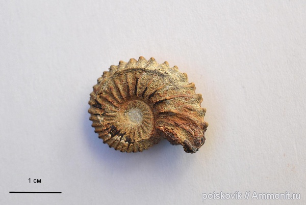 аммониты, головоногие моллюски, берриас, Крым, Ammonites