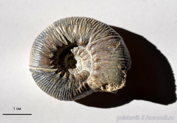 аммониты, головоногие моллюски, берриас, Крым, Ammonites, Olcostephanus