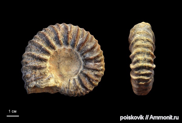 аммониты, головоногие моллюски, берриас, Крым, Ammonites, Tauricoceras sicostatum, Tauricoceras, Berriasian