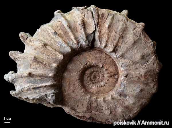 аммониты, головоногие моллюски, берриас, Крым, Ammonites, Neocosmoceras, Berriasian
