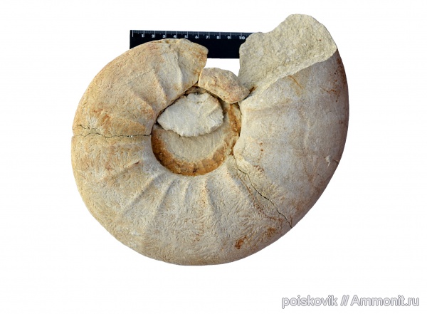 аммониты, головоногие моллюски, маастрихт, Крым, Ammonites, Pachydiscus, Maastrichtian