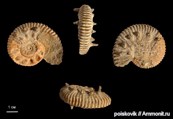 аммониты, головоногие моллюски, Крым, Ammonites, Malbosiceras