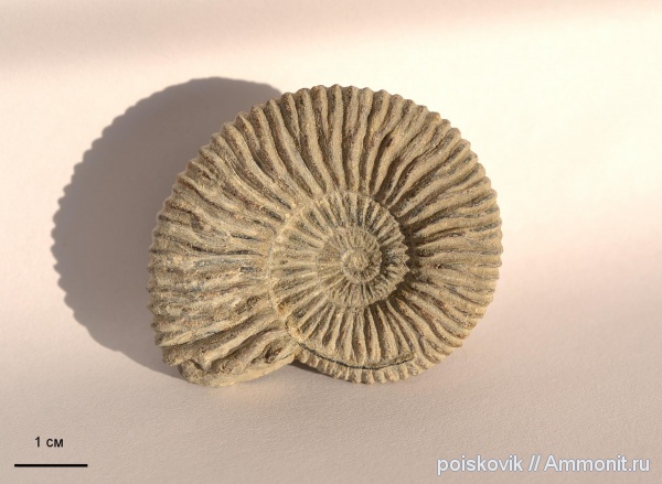 аммониты, головоногие моллюски, Крым, Ammonites, Berriasella
