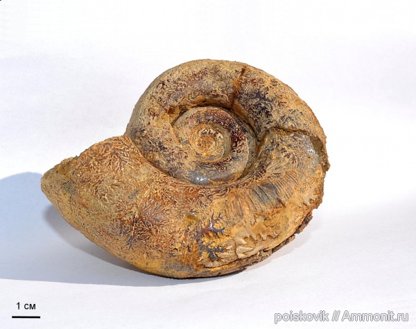 аммониты, головоногие моллюски, Крым, баррем, Biasaloceras, нижний баррем, Ammonites