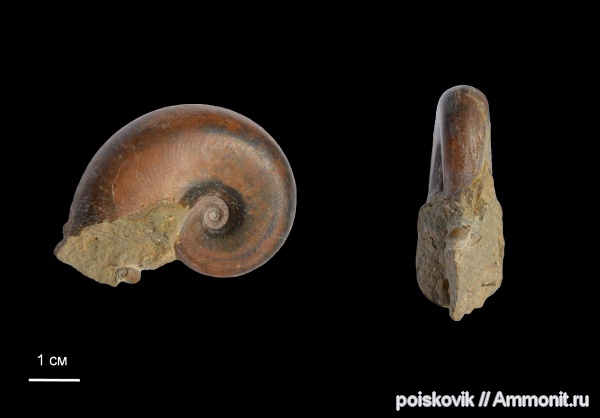 аммониты, головоногие моллюски, берриас, Крым, Ammonites, Neolissoceras, Berriasian