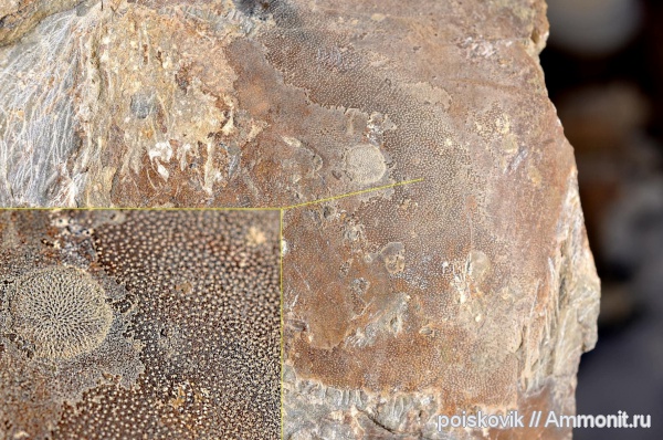 аммониты, головоногие моллюски, Крым, Ammonites, точечный слой