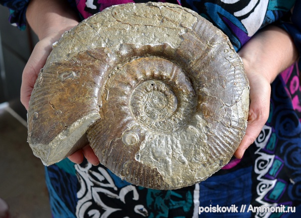 аммониты, головоногие моллюски, берриас, Крым, Ammonites, Subalpinites, Berriasian, Subalpinites amplus