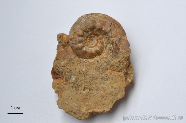 аммониты, головоногие моллюски, альб, Крым, Ammonites, Балаклава, Kossmatella, Albian, верхний альб