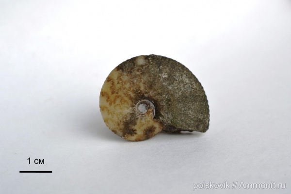 аммониты, головоногие моллюски, альб, Крым, Ammonites, Балаклава, Anahoplites planus, Albian, верхний альб
