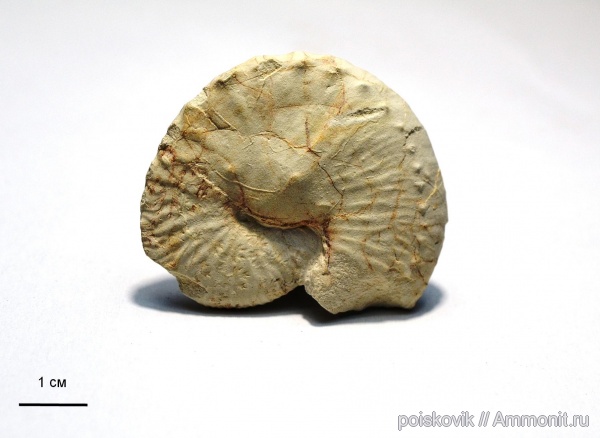 аммониты, головоногие моллюски, Крым, верхний мел, Ammonites, Балаклава, Hoploscaphites, Scaphitidae, Upper Cretaceous