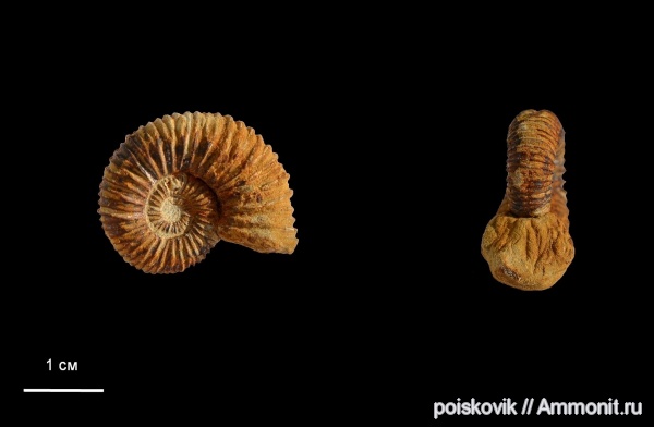 аммониты, головоногие моллюски, берриас, Крым, Ammonites, Hegaratia, Balkites, Berriasian