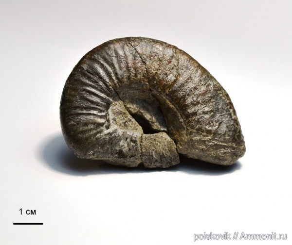 аммониты, головоногие моллюски, Homeoplanulites, Крым, Ammonites