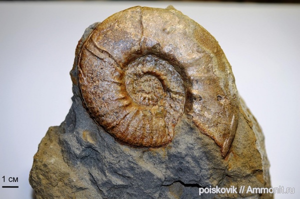 аммониты, головоногие моллюски, берриас, Крым, Ammonites, Dalmasiceras, Berriasian, Dalmasiceras belbekense