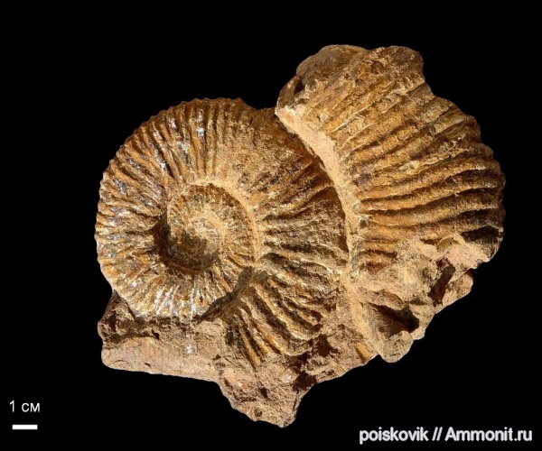 аммониты, головоногие моллюски, Крым, баррем, нижний баррем, Ammonites, Barremian