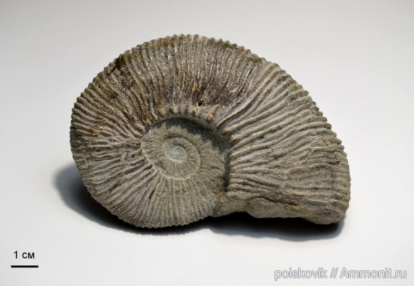 аммониты, головоногие моллюски, берриас, Крым, Ammonites, Балаклава, Fauriella, Berriasian