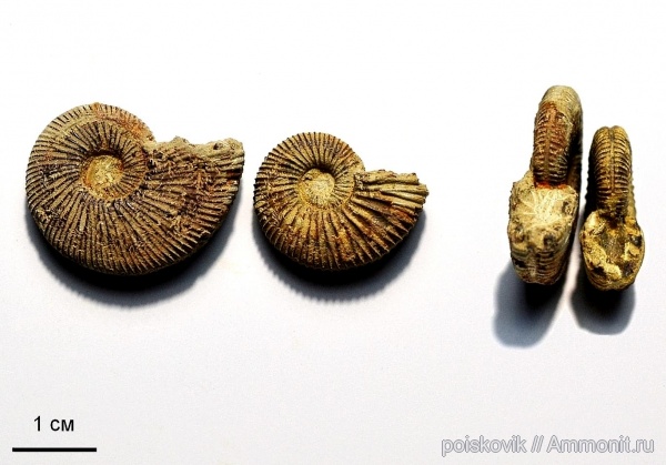 аммониты, головоногие моллюски, берриас, Крым, Ammonites, Balkites, Berriasian