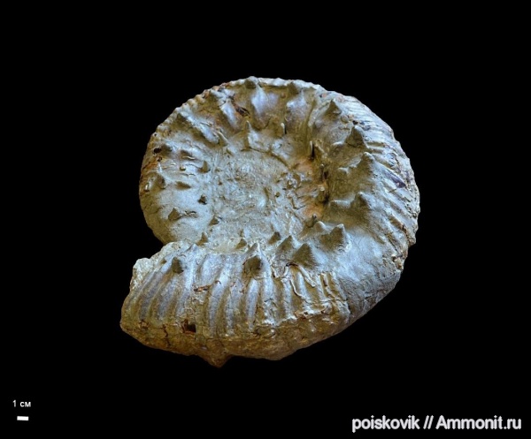 аммониты, головоногие моллюски, берриас, Крым, Ammonites, Pomeliceras