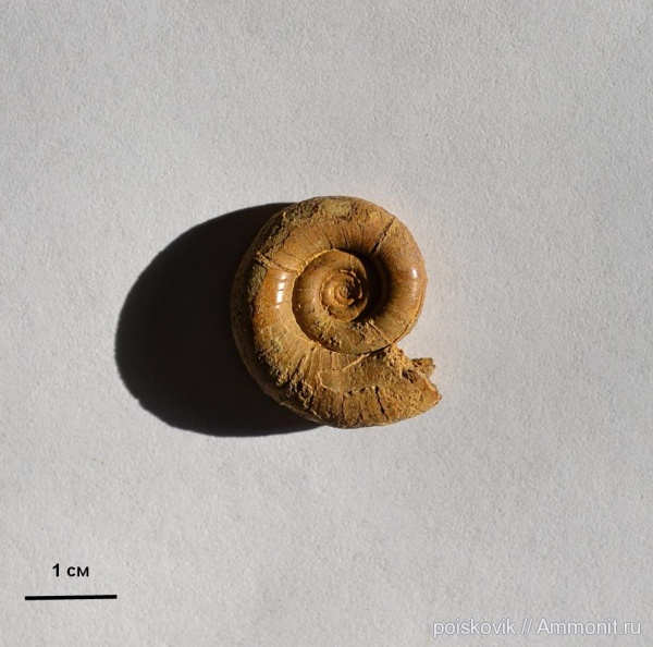 аммониты, головоногие моллюски, Крым, баррем, нижний баррем, Ammonites, Eulytoceras