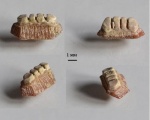 Зуб Rhinopteridae