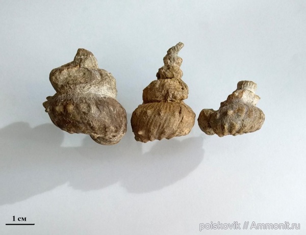 аммониты, головоногие моллюски, Крым, Балаклава, Turrilitidae, Mariella