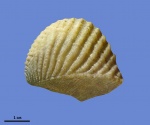 Myophorella mordvilkoae