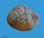 Myoporella loewinson-lessingi