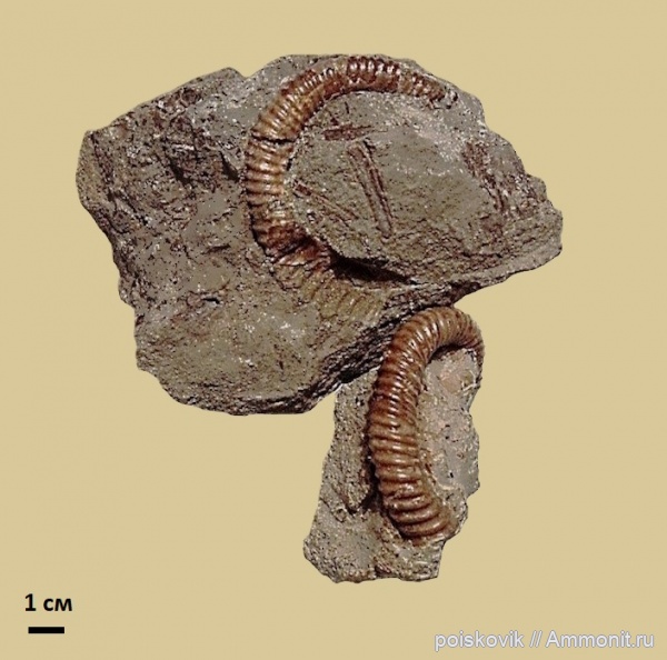 аммониты, гетероморфные аммониты, головоногие моллюски, альб, Крым, Ammonites, Балаклава, Albian, heteromorph ammonites, эрратические валуны, верхний альб