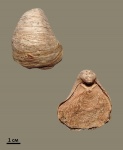 Gryphaea sp.