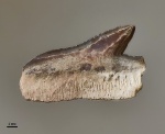 Зуб акулы Echinorhinus