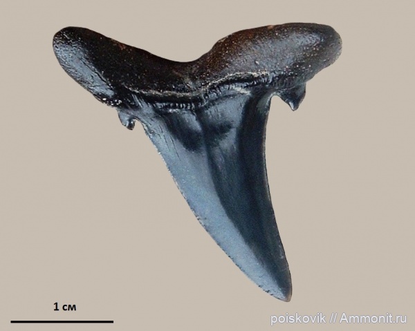 рыбы, зубы, Крым, зубы акул, Hypotodus verticalis, fish, teeth, shark teeth