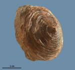 Scurria balaclavensis