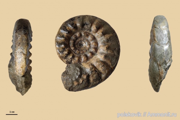 аммониты, головоногие моллюски, альб, Крым, Ammonites, Балаклава, Kossmatella agassizianus, Albian, эрратические валуны, верхний альб