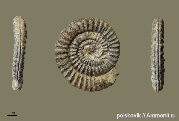 аммониты, головоногие моллюски, Крым, Ammonites, Coroniceras, Coroniceras hyatti, Arietitidae