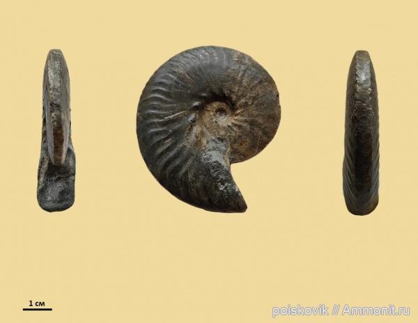 аммониты, головоногие моллюски, альб, Крым, Ammonites, Балаклава, Anahoplites planus, Anahoplites, Albian, эрратические валуны, верхний альб