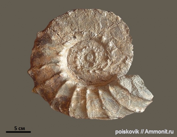 аммониты, головоногие моллюски, берриас, Крым, Ammonites, неокосмоцерас, Neocosmoceras, Neocosmoceras giganteus, Berriasian