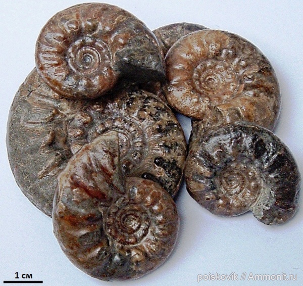 аммониты, головоногие моллюски, альб, Крым, Ammonites, Балаклава, Kossmatella agassizianus, Kossmatella, Albian, эрратические валуны, верхний альб