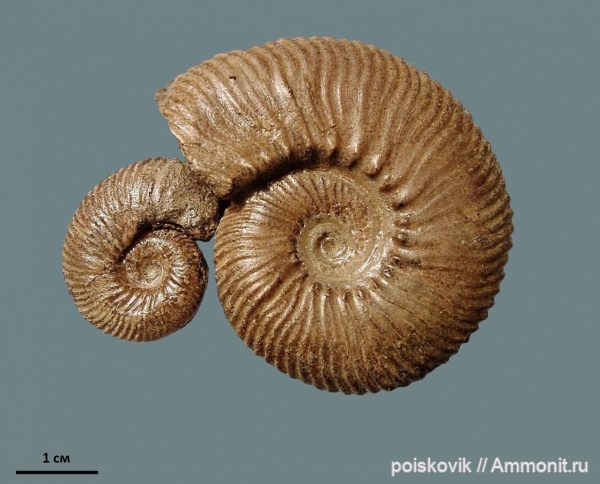 аммониты, головоногие моллюски, берриас, Крым, Ammonites, Dalmasiceras, Berriasian