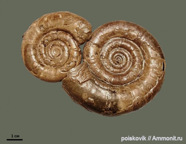 аммониты, головоногие моллюски, берриас, Крым, Ammonites, Protetragonites tauricus, Berriasian