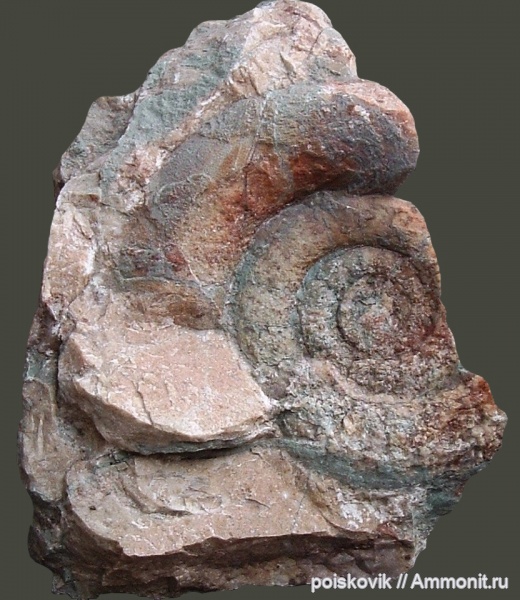 аммониты, юра, головоногие моллюски, Крым, Ammonites, Балаклава, Jurassic