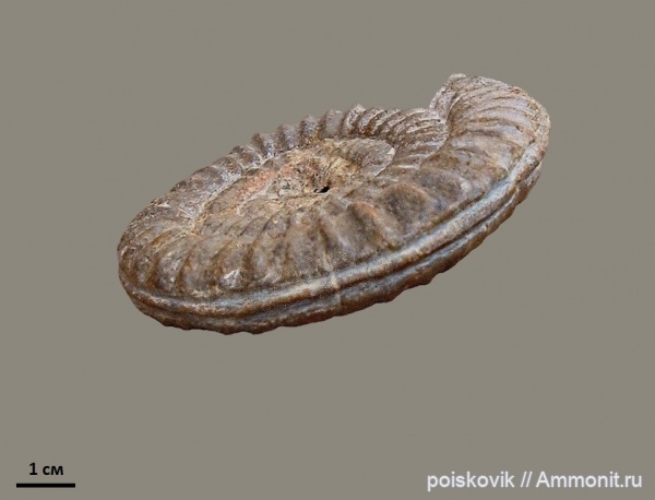 аммониты, головоногие моллюски, Крым, Ammonites, Coroniceras, Coroniceras hyatti, Arietitidae