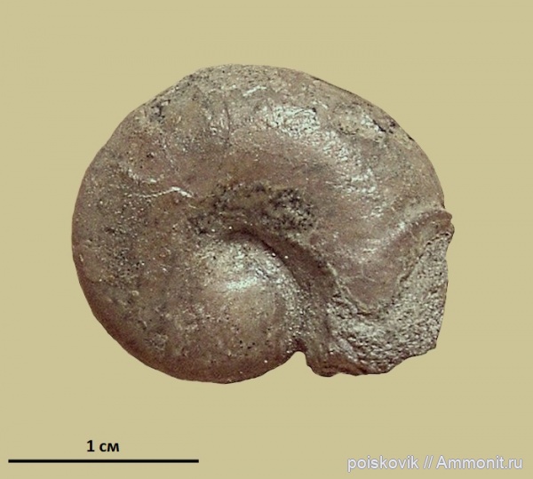 аммониты, головоногие моллюски, берриас, Крым, устье, Ammonites, Ptychophylloceras ptychoicum, Ptychophylloceras, Phylloceratidae, Berriasian