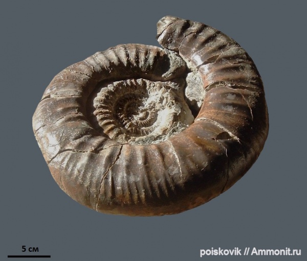 аммониты, головоногие моллюски, келловей, Choffatia, Крым, Perisphinctidae, Ammonites, Балаклава, Callovian, Middle Jurassic, Choffatia (Choffatia) praecursor