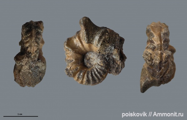 аммониты, головоногие моллюски, альб, Крым, Ammonites, Балаклава, Dipoloceras, Albian, эрратические валуны, верхний альб