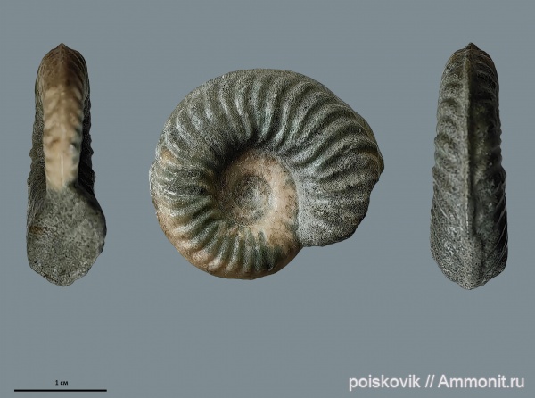 аммониты, головоногие моллюски, альб, Крым, Ammonites, Балаклава, Oxytropidoceras roissyanum, Albian, верхний альб, Oxytropidoceras