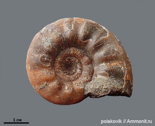 аммониты, головоногие моллюски, альб, Крым, Ammonites, Балаклава, Kossmatella, Albian, эрратические валуны, верхний альб