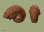 Phyllopachyceras