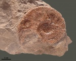 Dalmasiceras sp.