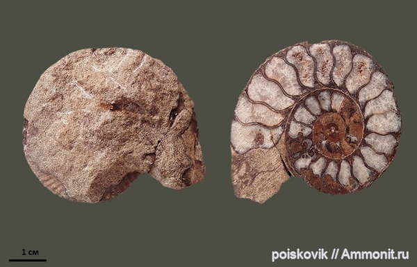 аммониты, головоногие моллюски, Крым, Ammonites, Dalmasiceras