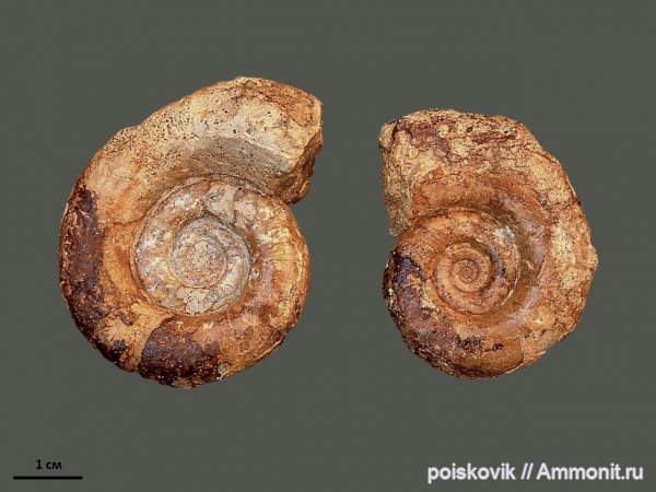 аммониты, головоногие моллюски, Крым, готерив, Biasaloceras, Ammonites, верхний готерив, Hauterivian