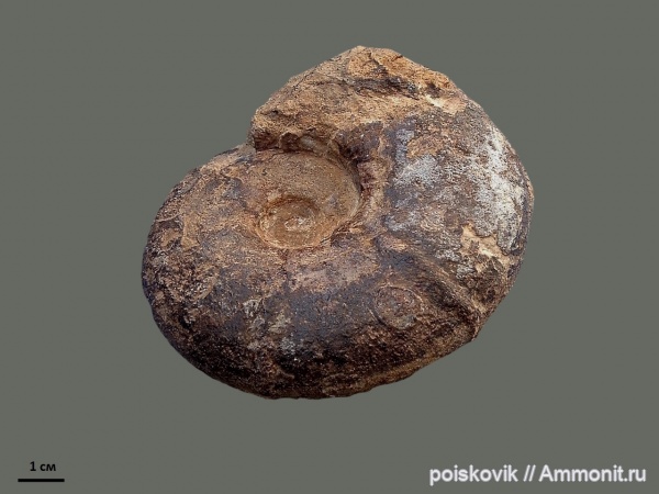 аммониты, головоногие моллюски, Крым, готерив, Ammonites, Valdedorsella, верхний готерив